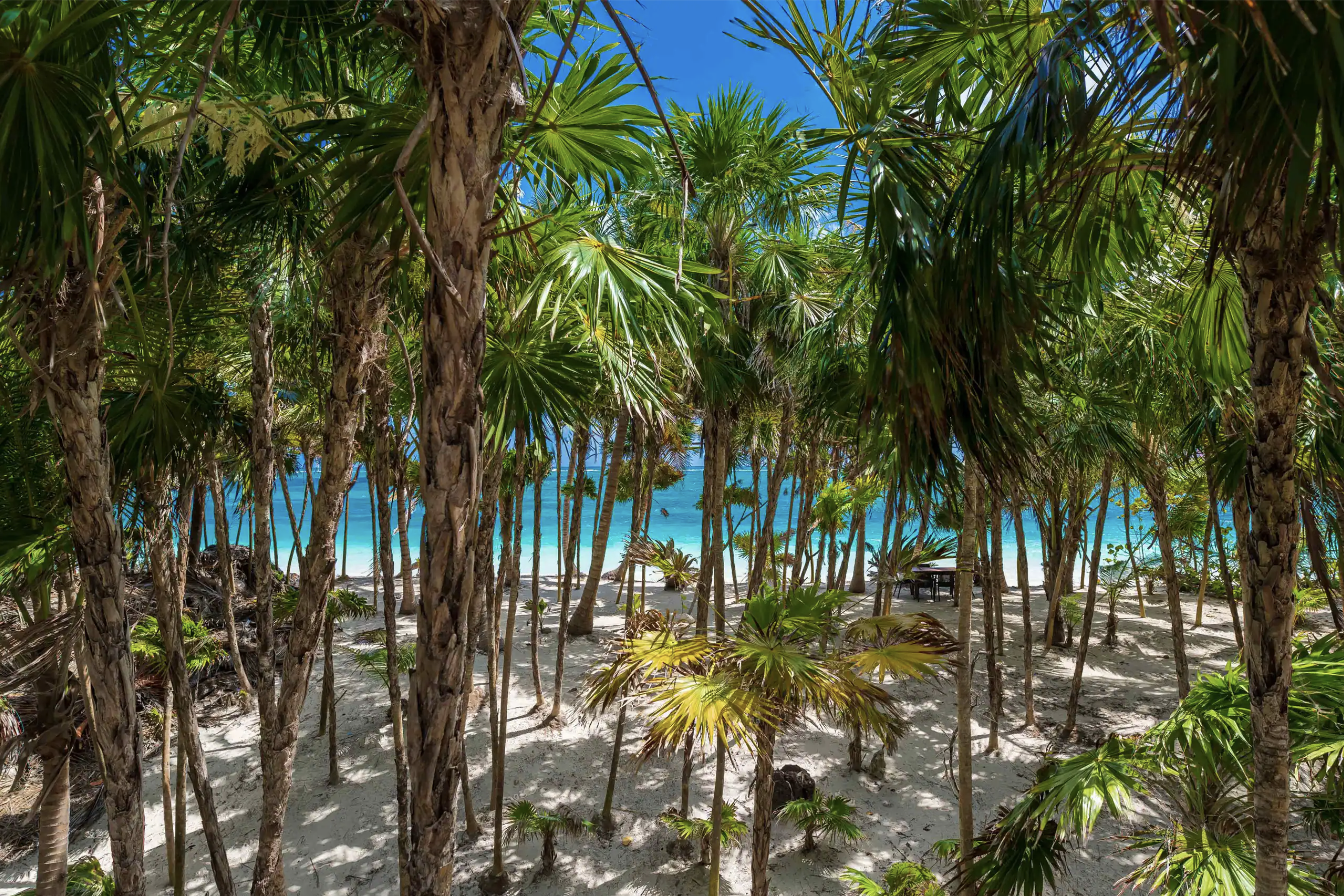 Beach access path through the palms