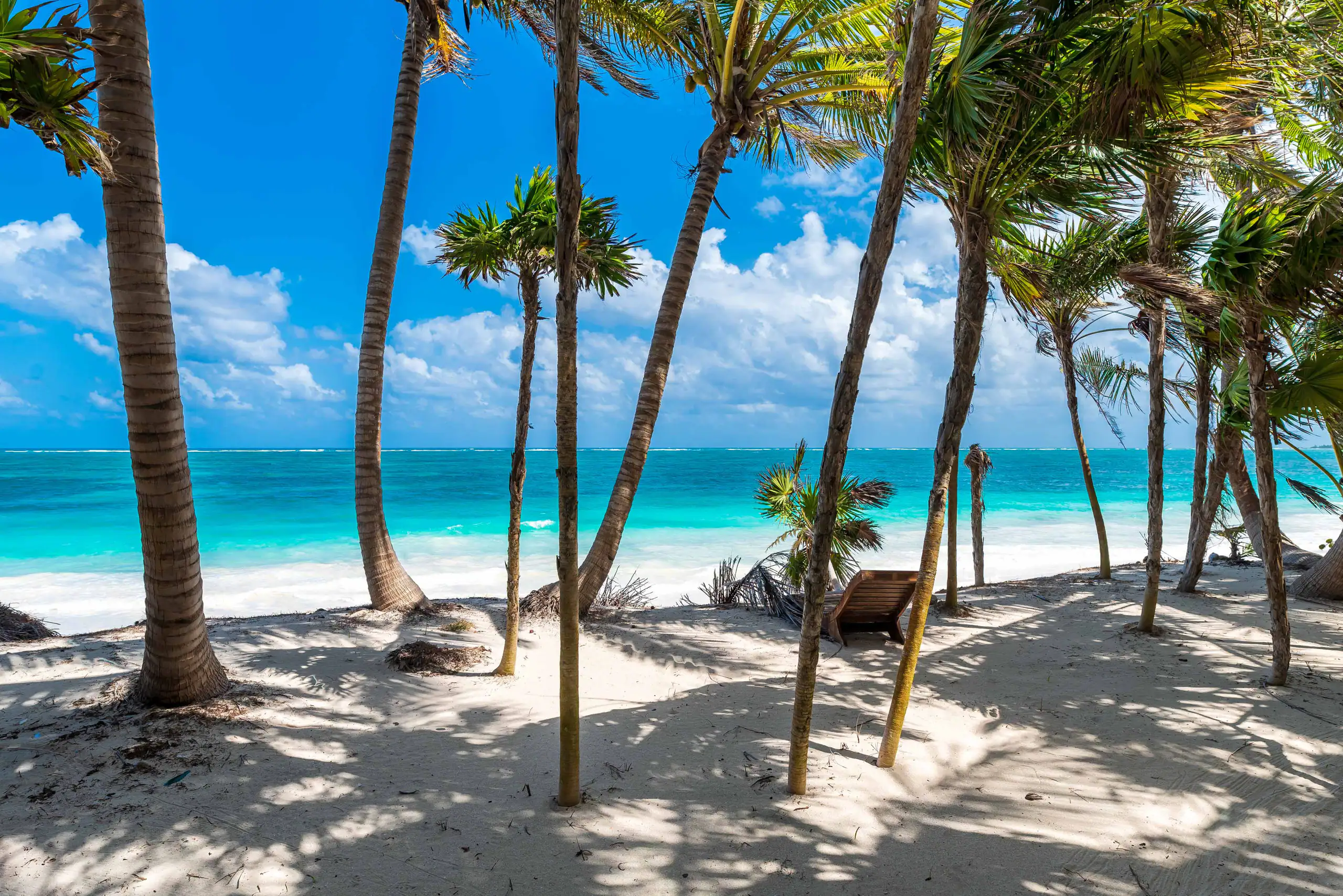 Palm grove opening to the sea
