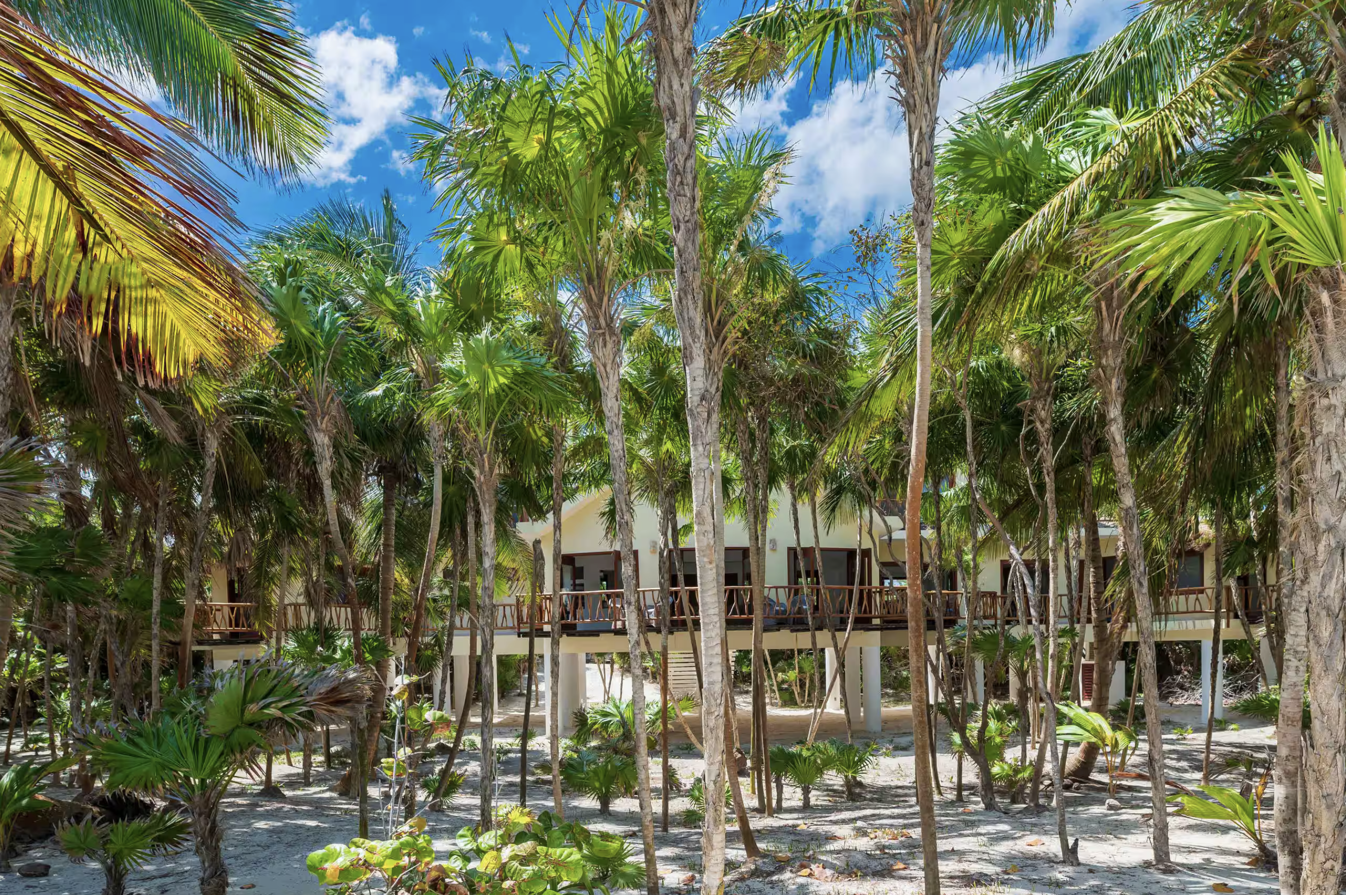 Villa exterior among the palms