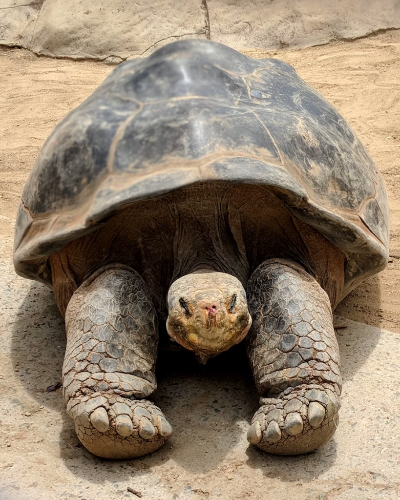 Galapagos Islands