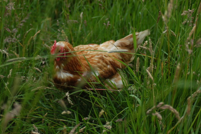 Gartentisch unter Baum