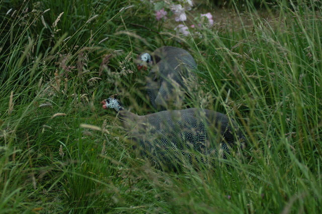Perlhühner im Gras
