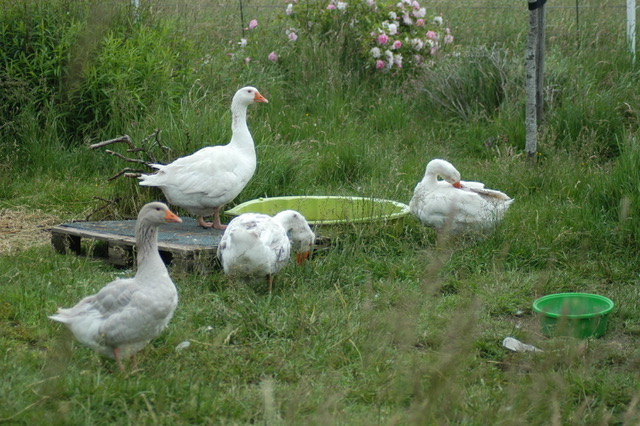 Gänse auf der Wiese