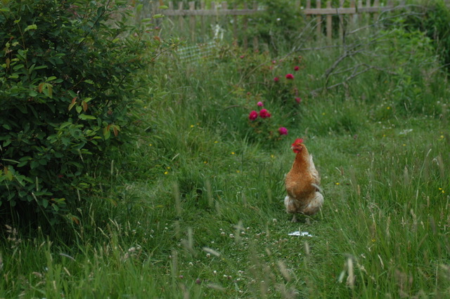 Huhn läuft durch den Garten
