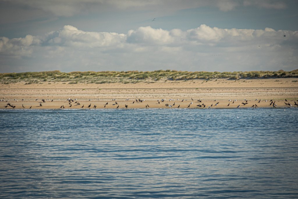 Rømø natur