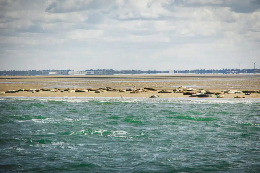 Stor flok sæler på en sandbanke set fra en sælsafari-båd