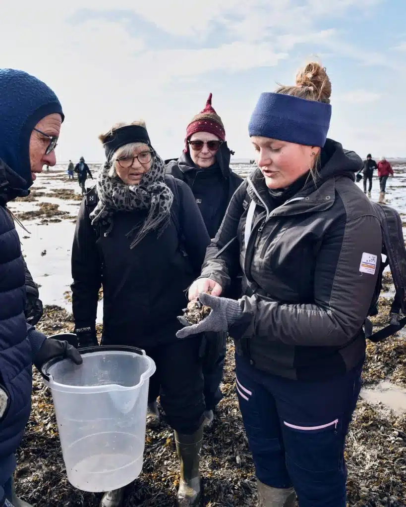 Guide viser en frisk østers til deltagere på østerssafari ved Rømø