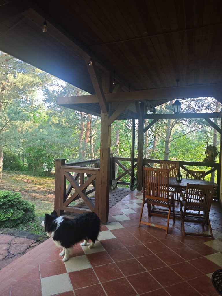 Drewniany ganek z krzesłami i widokiem na las, pies border collie