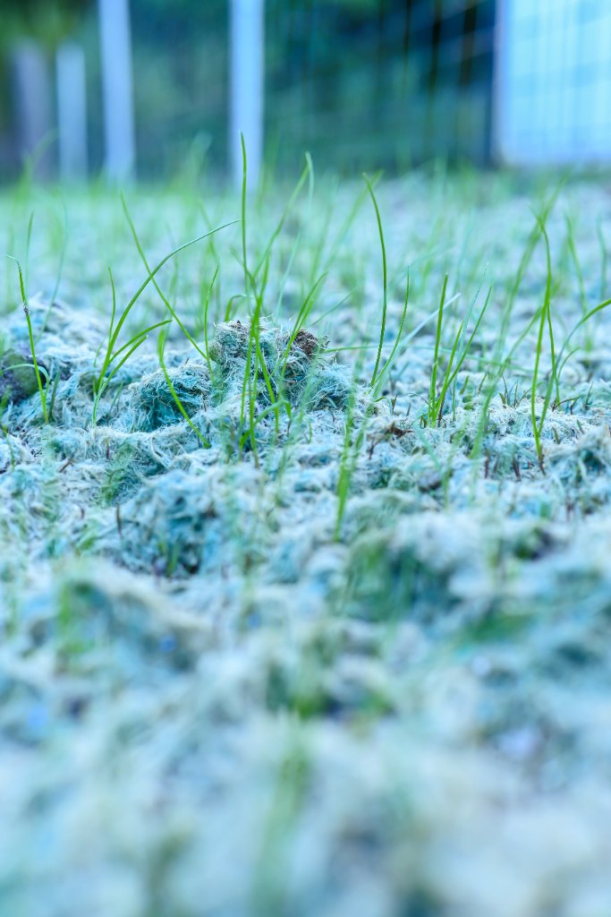 Grass germinating through mulch
