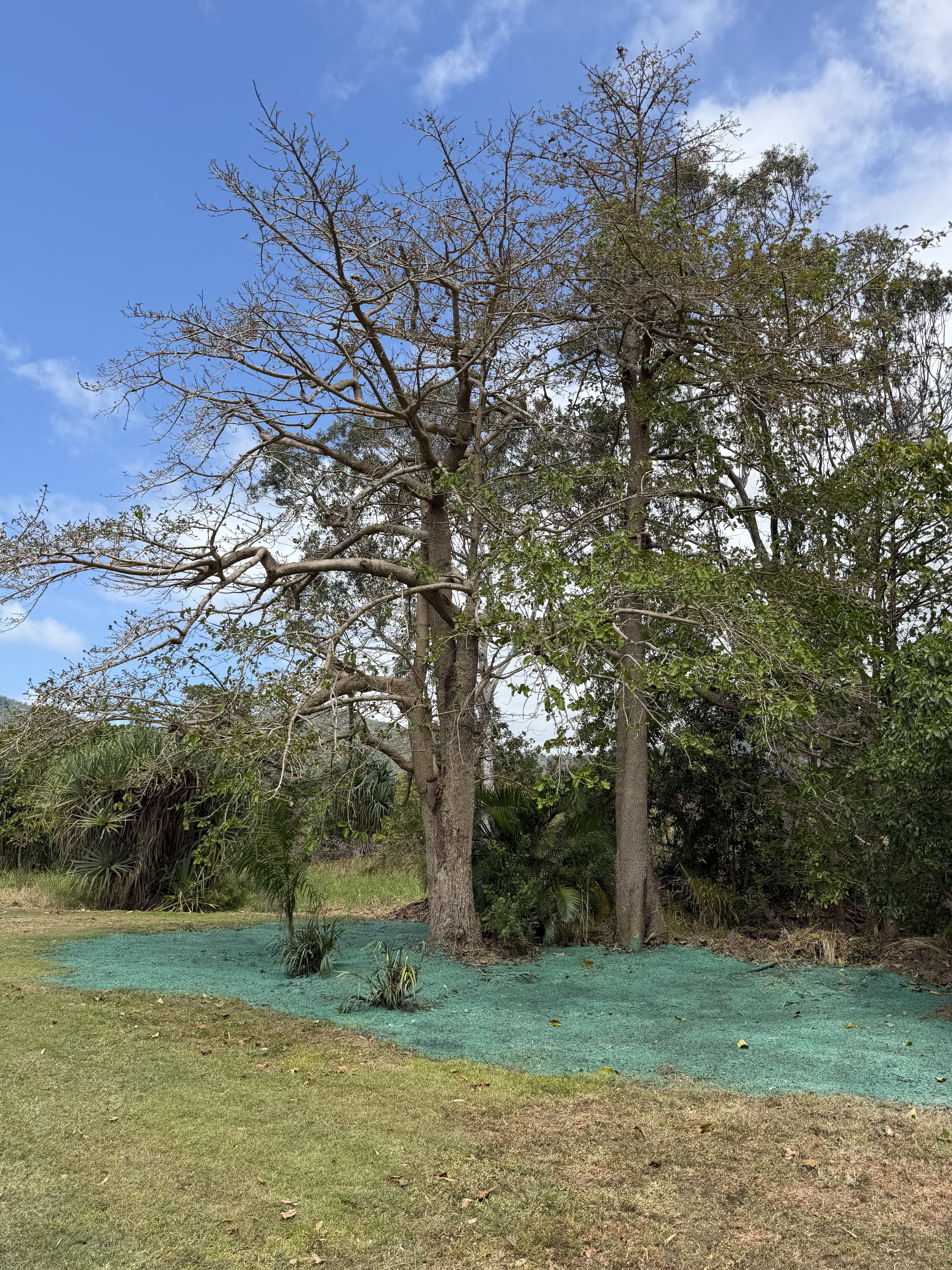 Residential lawn hydroseeding