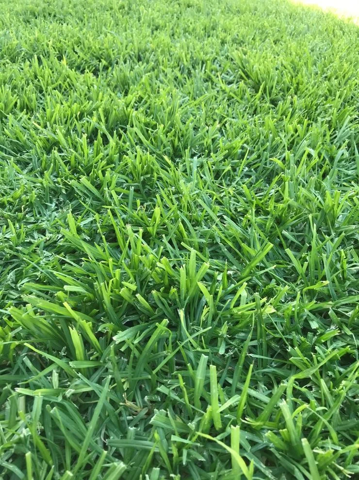 Kikuyu grass