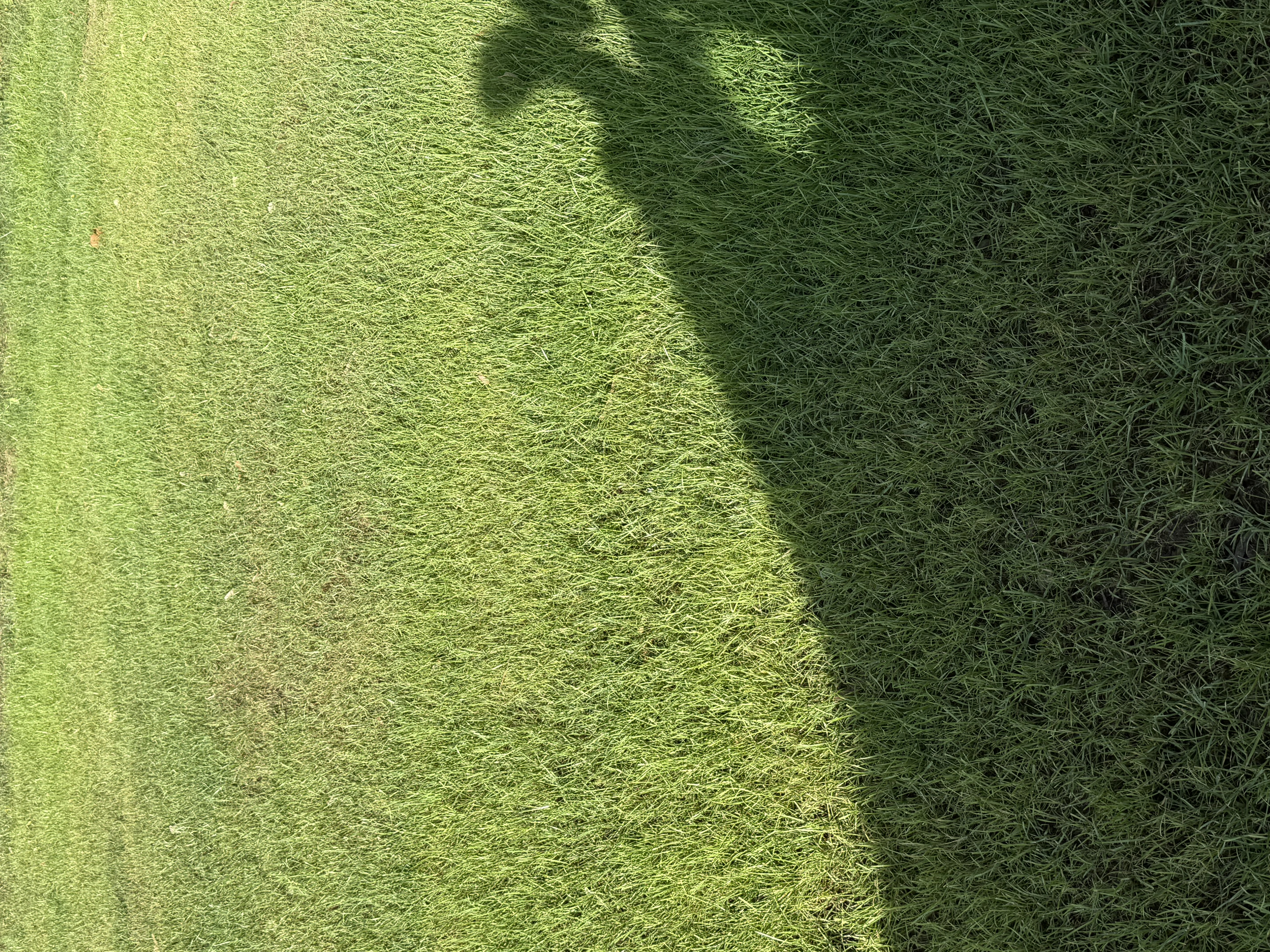 Green Couch grass