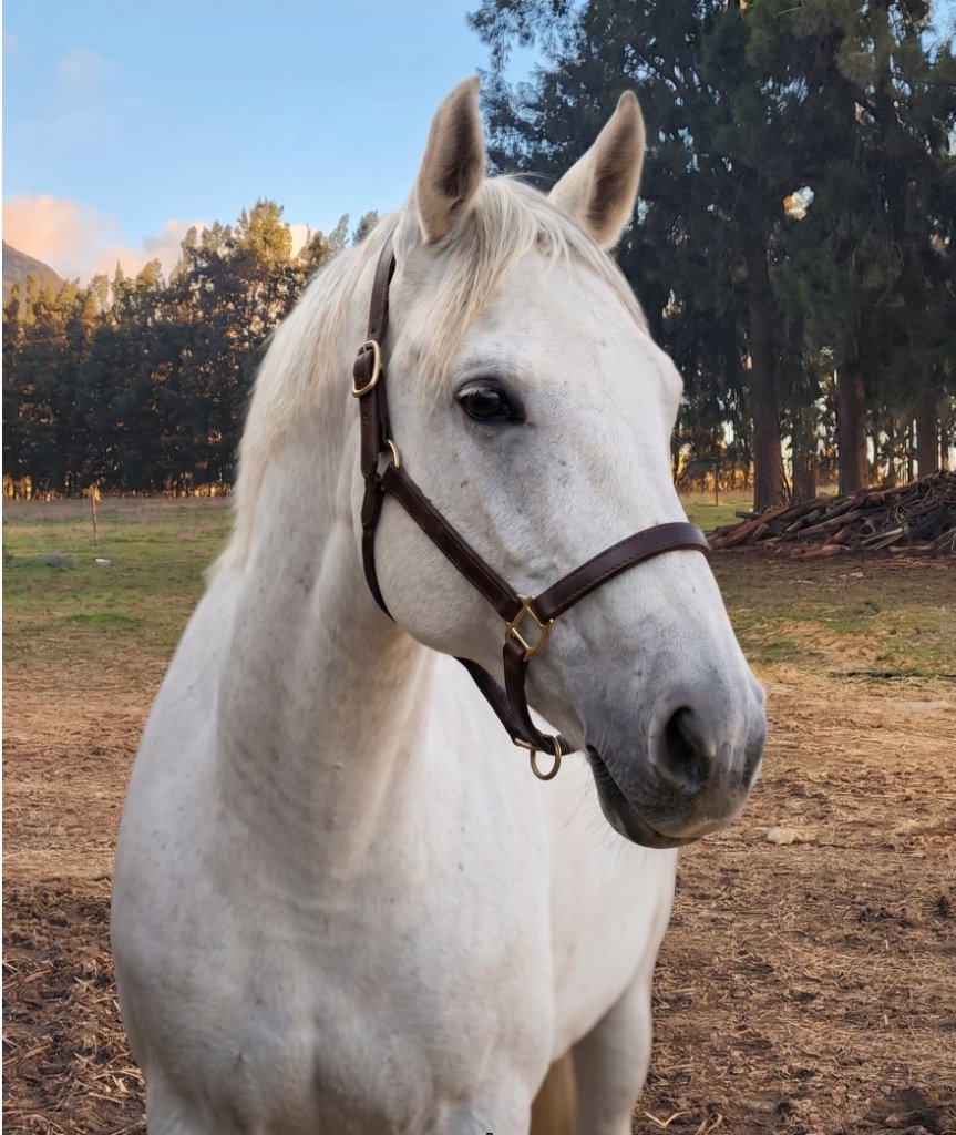 Vallora Equestrian