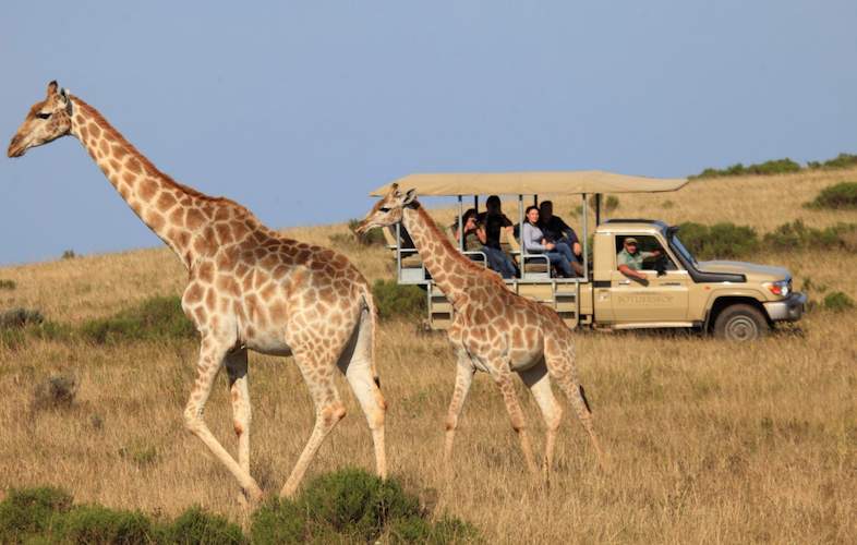 Safari vehicle and giraffes on the open savanna