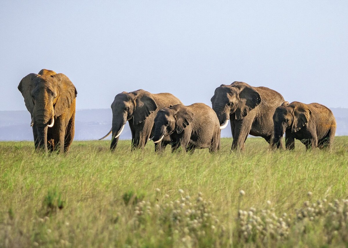 Herd of elephants crossing the savanna