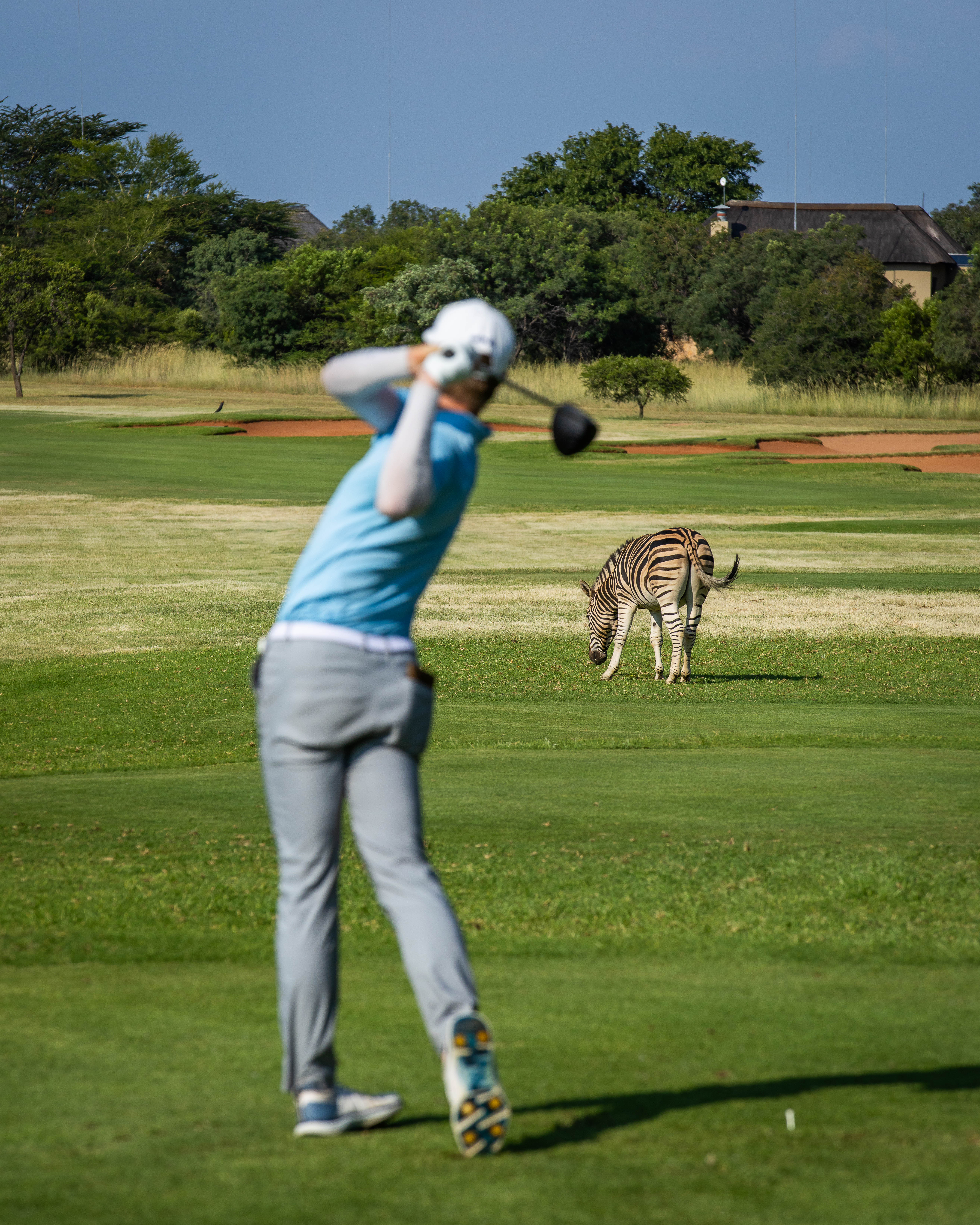Golfer mid-swing on a fairway with a zebra grazing nearby