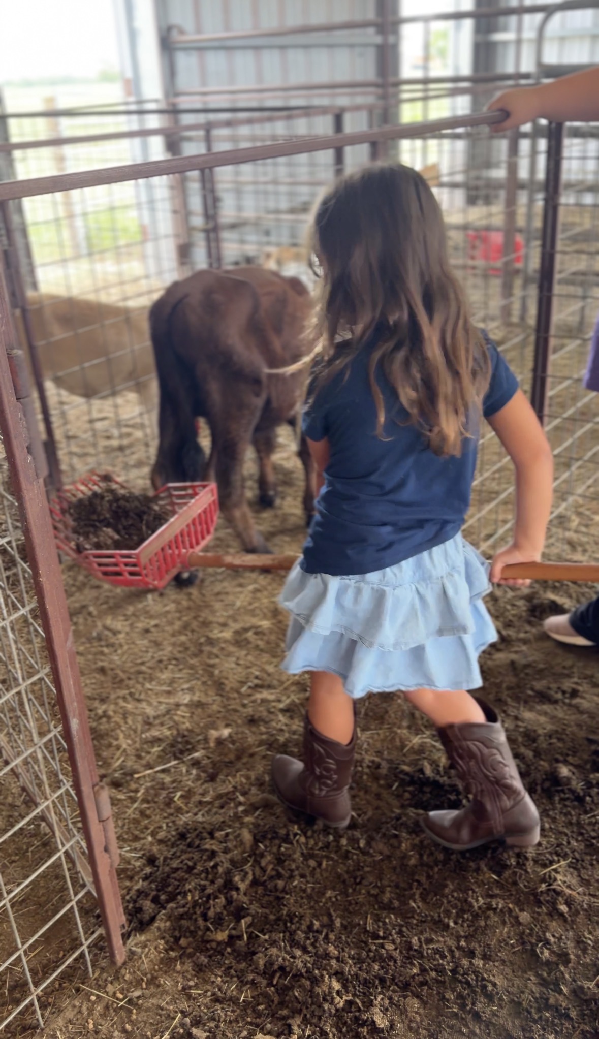 Girl in cowboy boots raking hay in the barn beside a calf