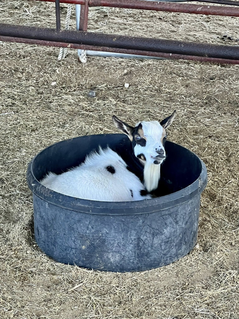 Baby goat sitting in a tub
