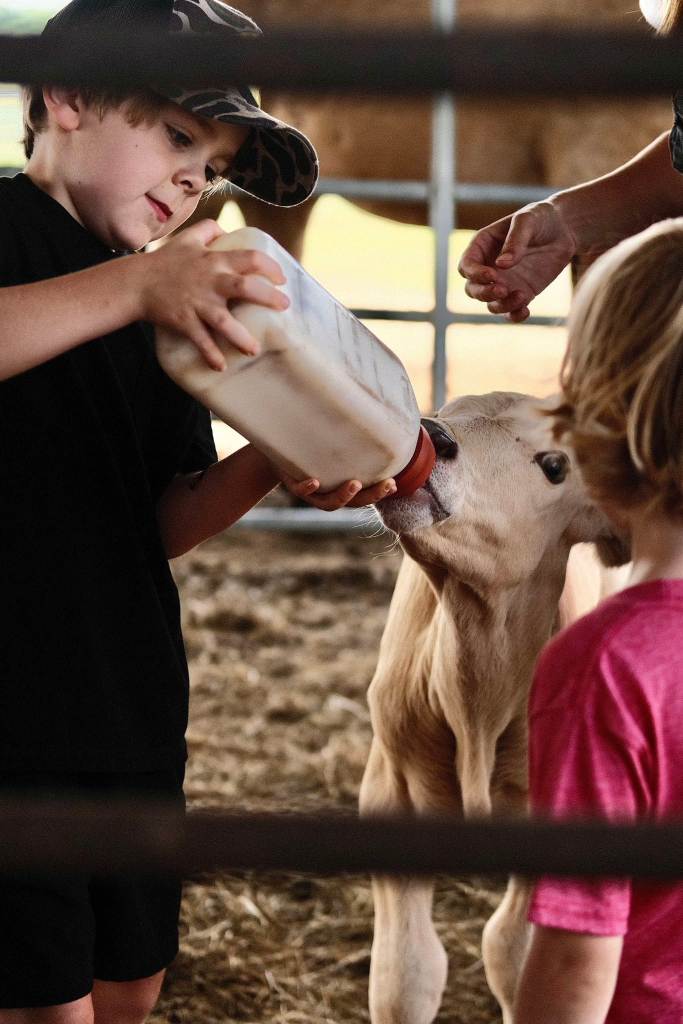 Child bottle-feeding a baby calf in the barn