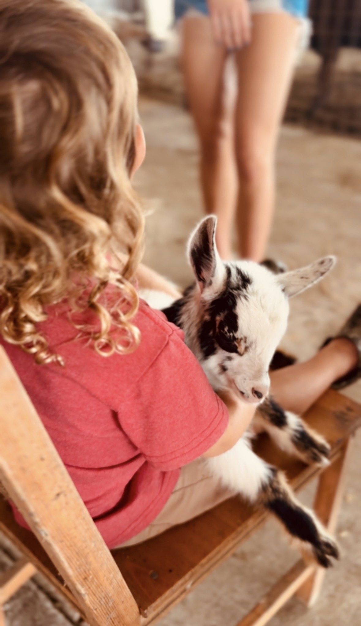 Child holding a baby goat while sitting on a wooden chair