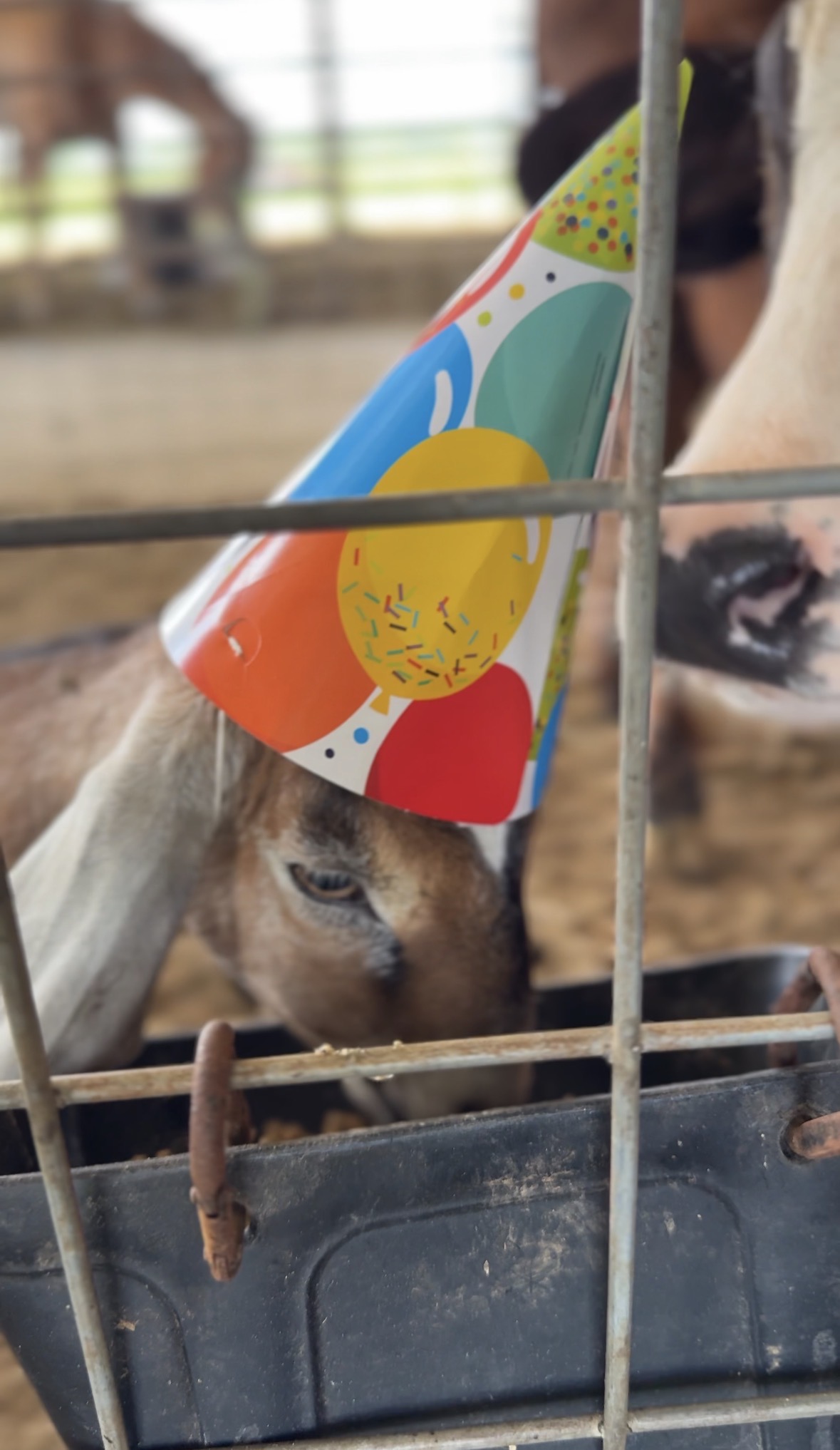 A farm goat wearing a colorful party hat at a Heart Rock Farm birthday celebration