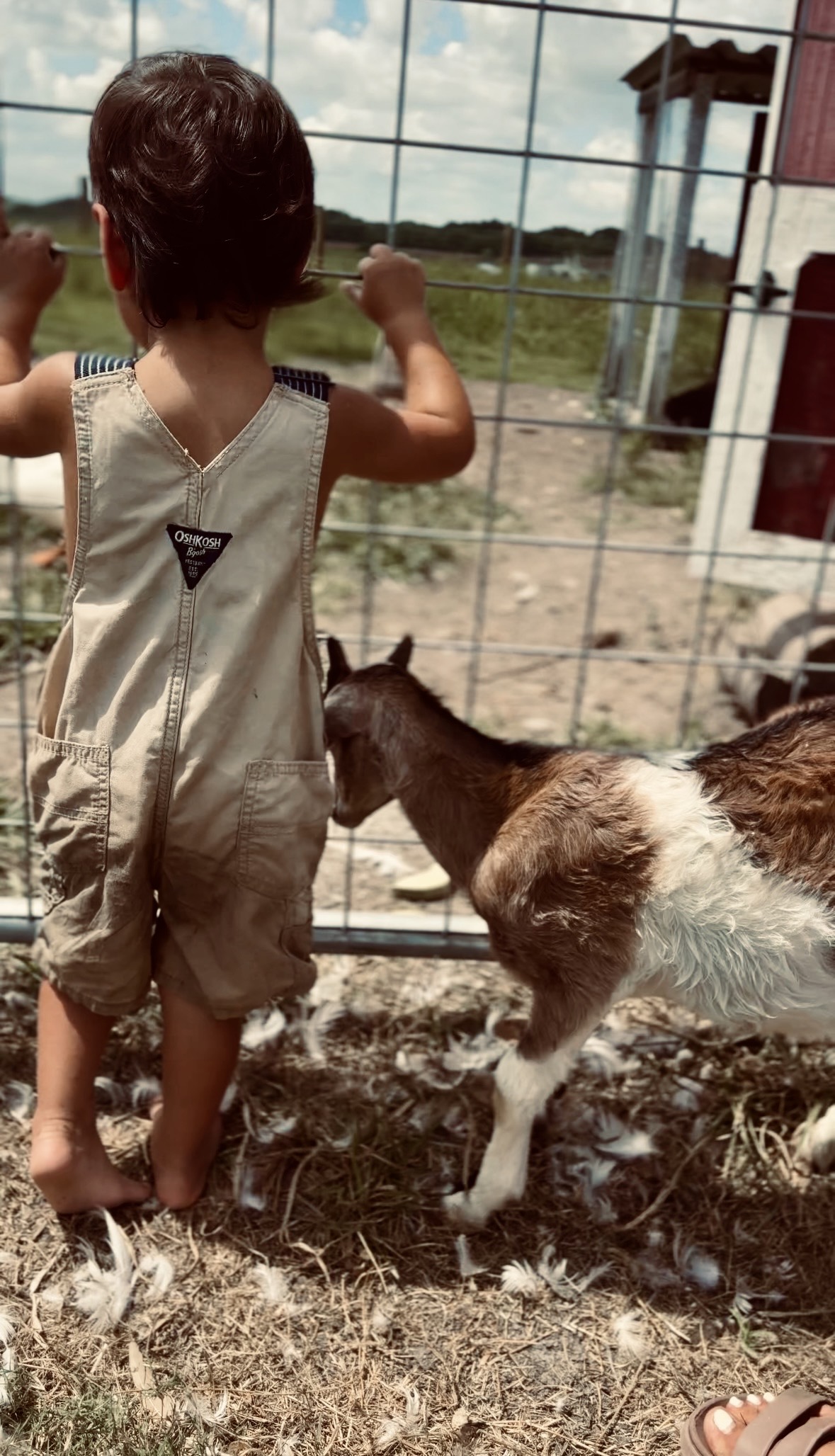 A child reaching toward a goat through a fence
