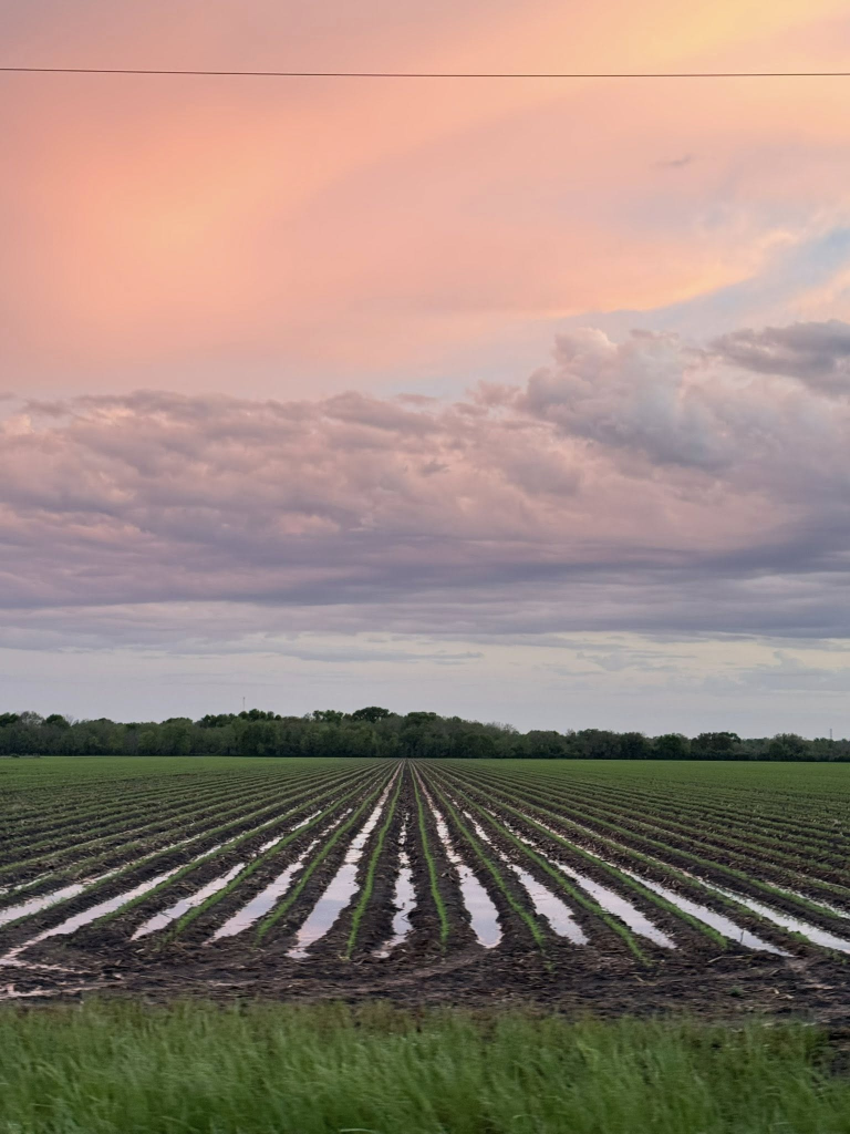 Pink sunset over freshly planted rows of crops