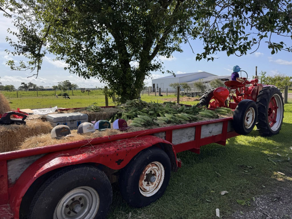 Red tractor with trailer loaded with fresh sweet corn