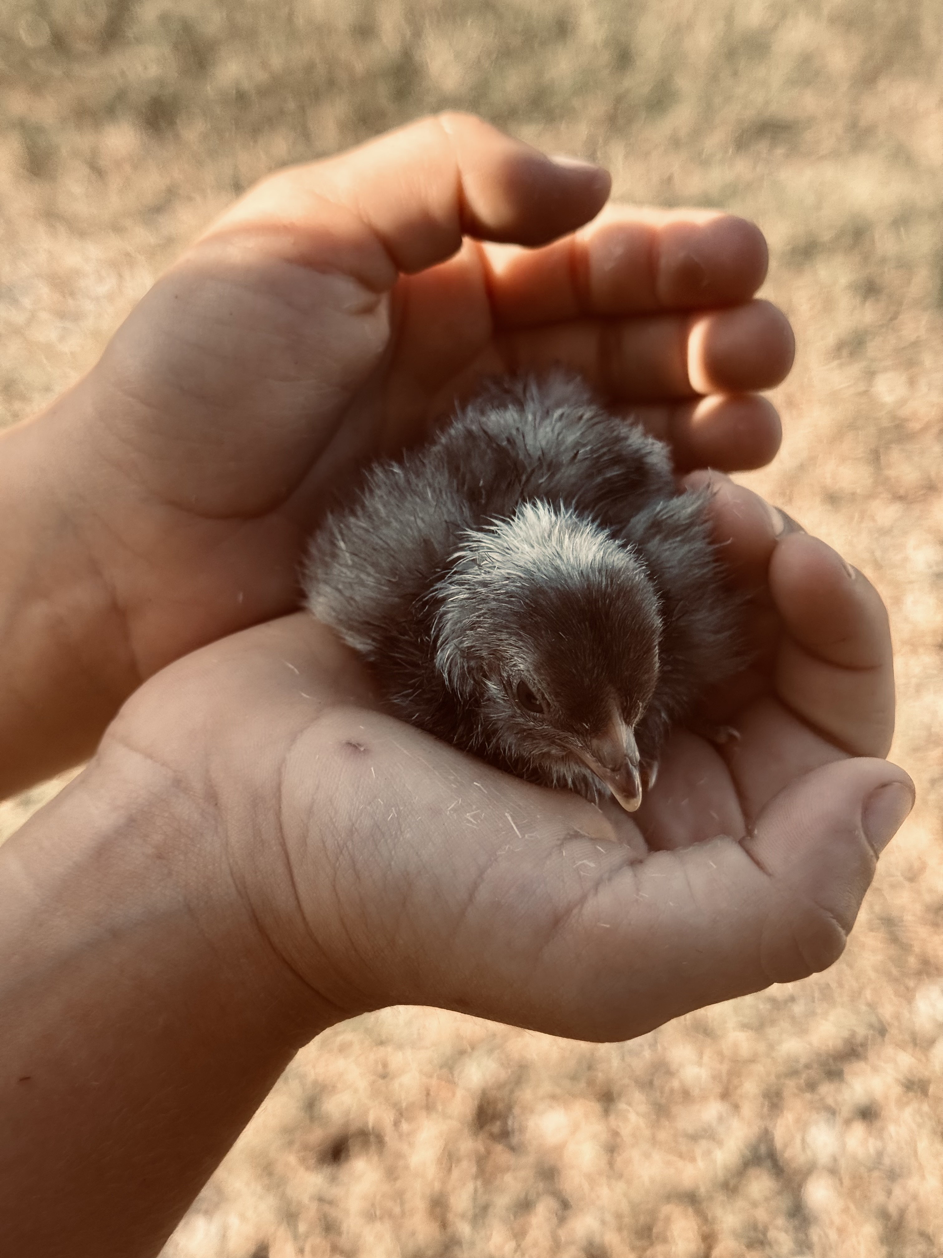 A fluffy dark gray chick nestled in cupped hands at Heart Rock Farm School