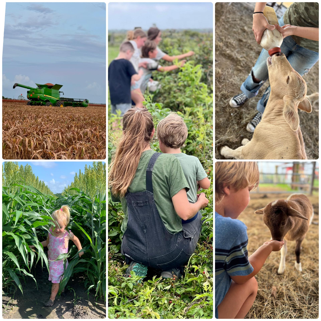 Family farm collage - harvesting, feeding animals, corn field
