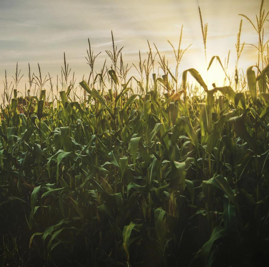 Corn field at golden sunset