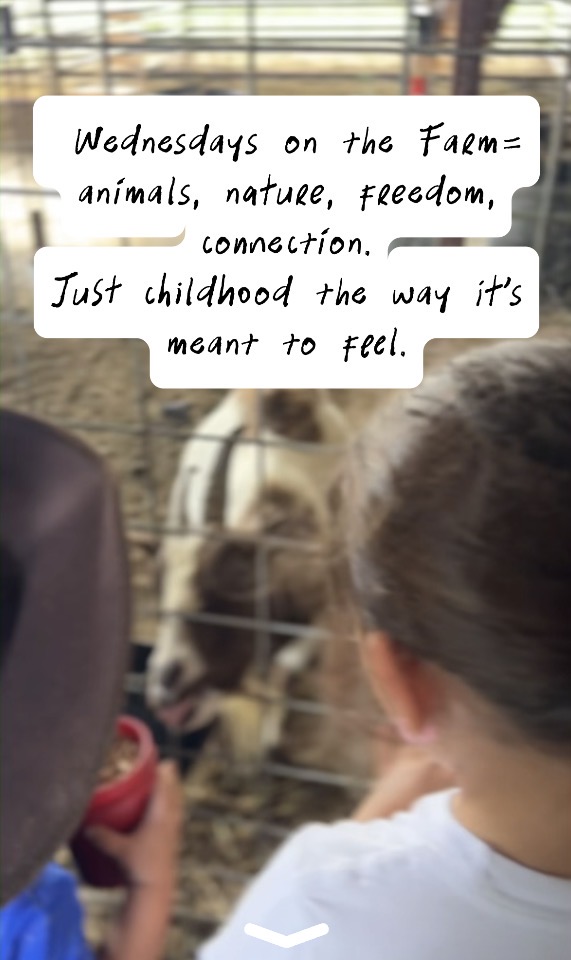Child visiting a goat through the fence on a Wednesday at the farm