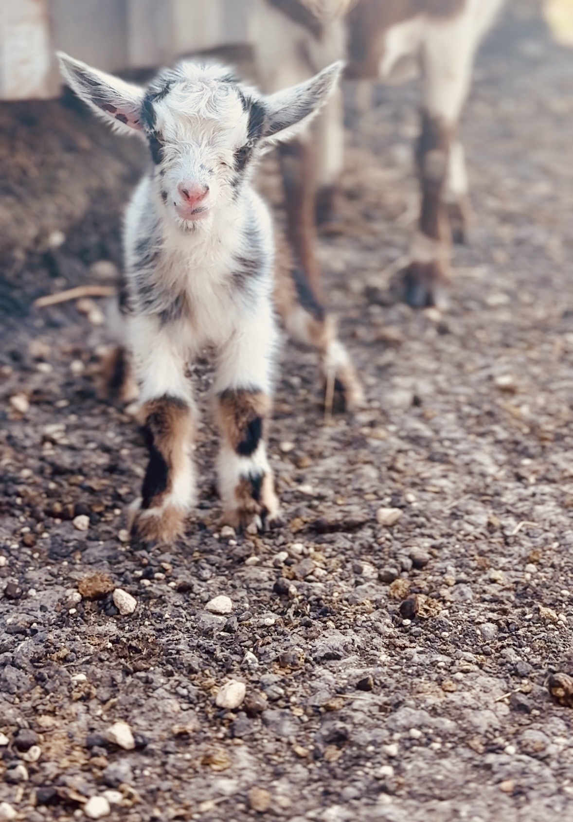 A young goat kid with large ears standing on gravel