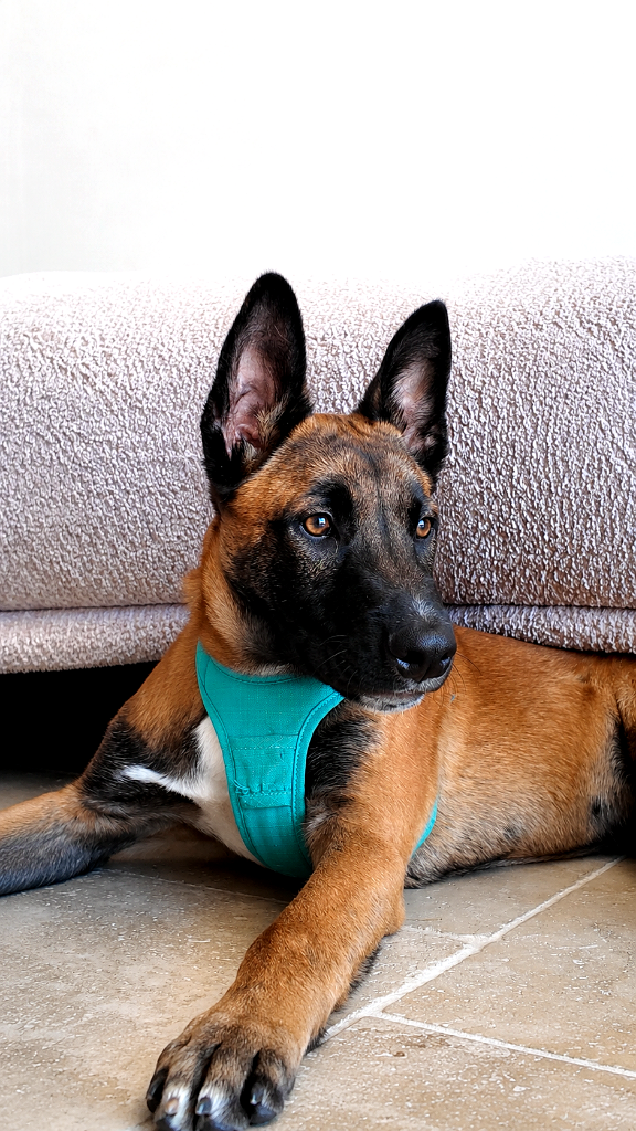 Malinois