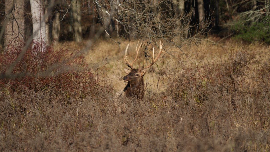 Bull Elk in the Brush