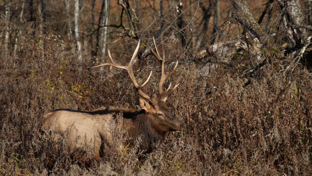 Elk Standing Tall