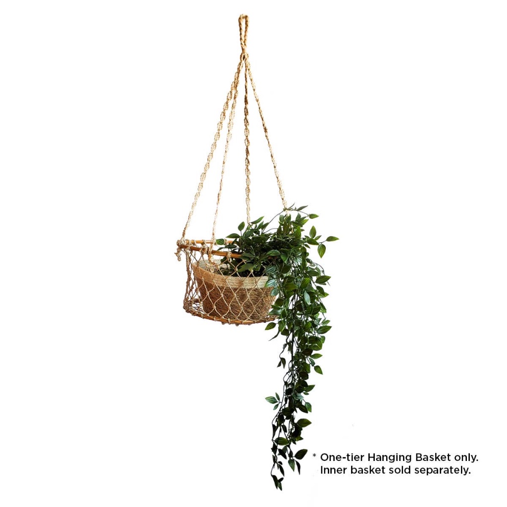 Hanging Basket with Trailing Plant