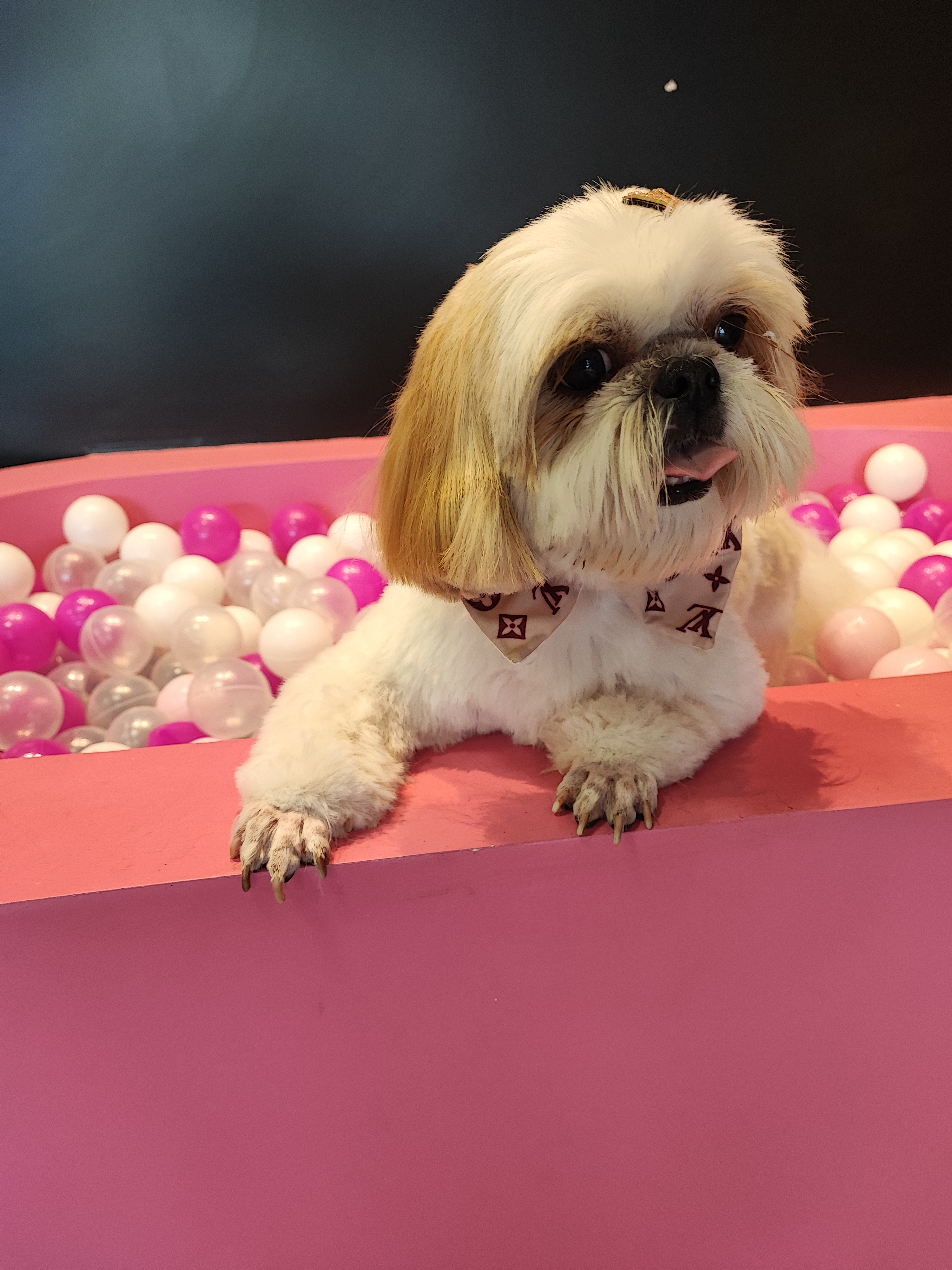 Toquinho