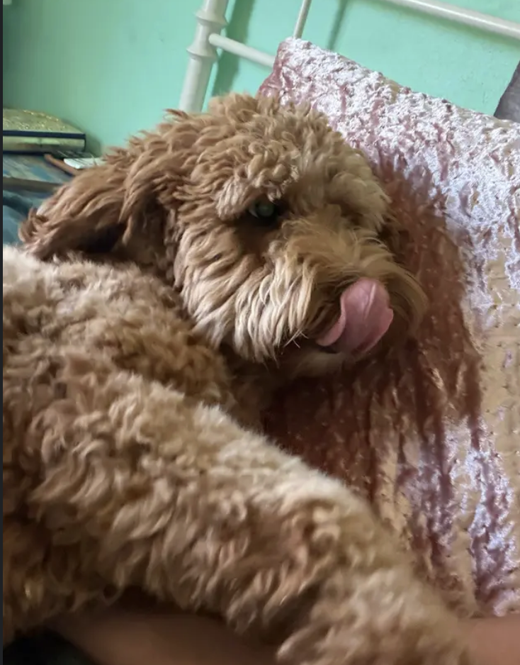 Grooming