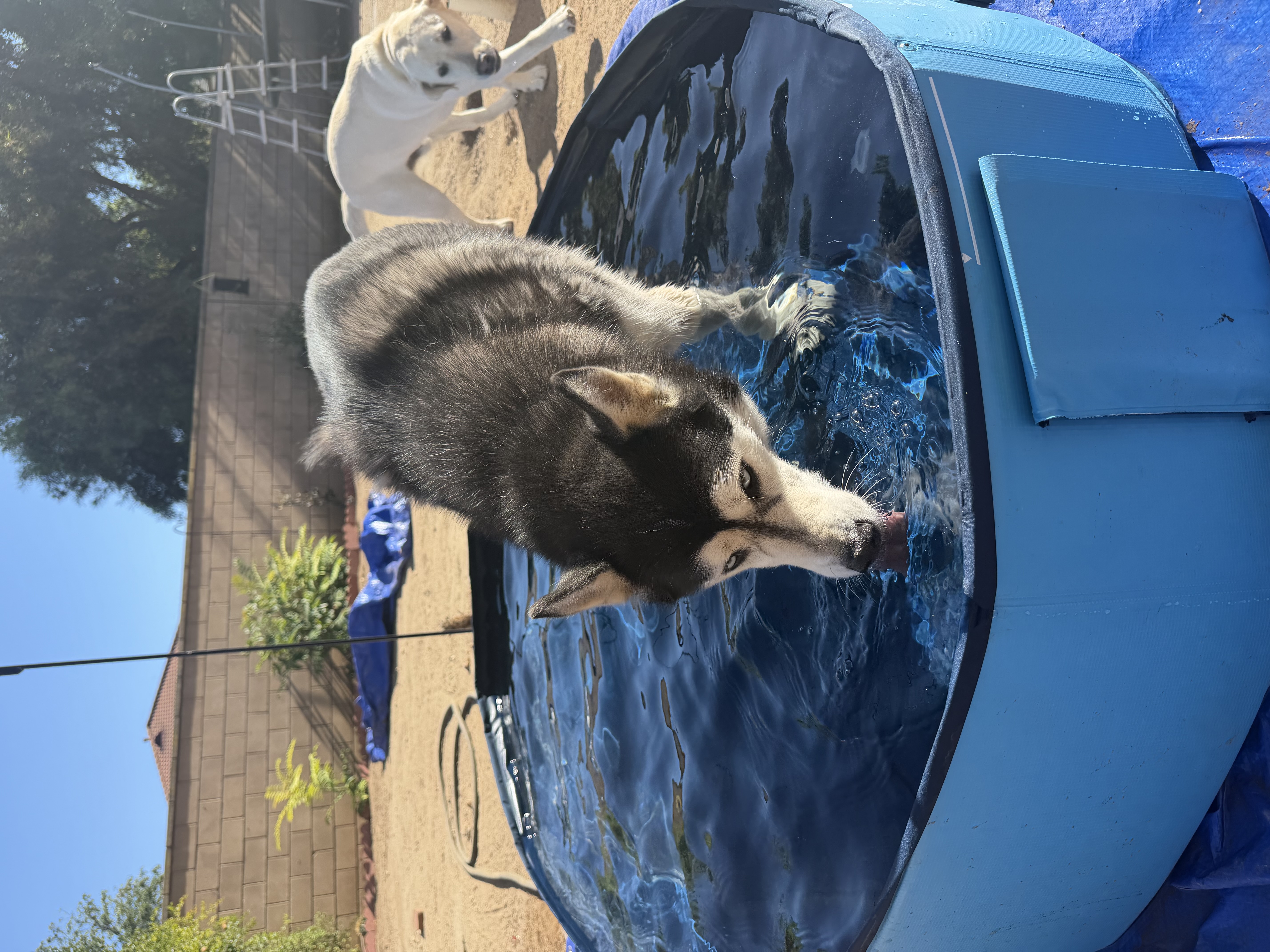 Dog Daycare