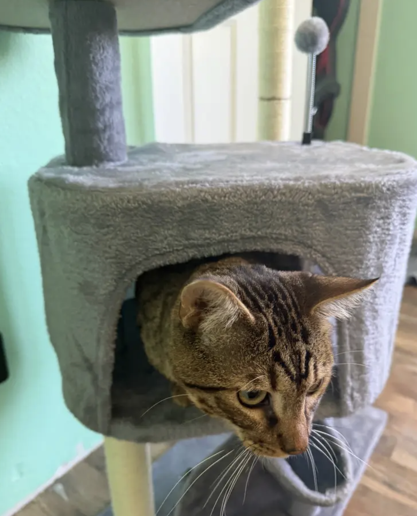 Cat Boarding