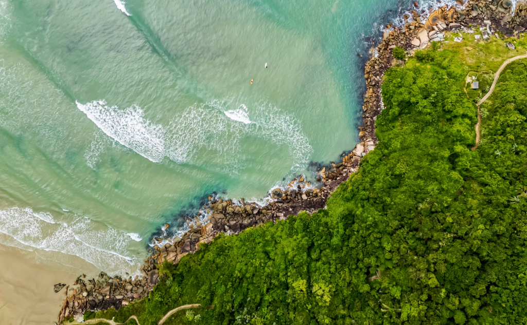 Forest Cove