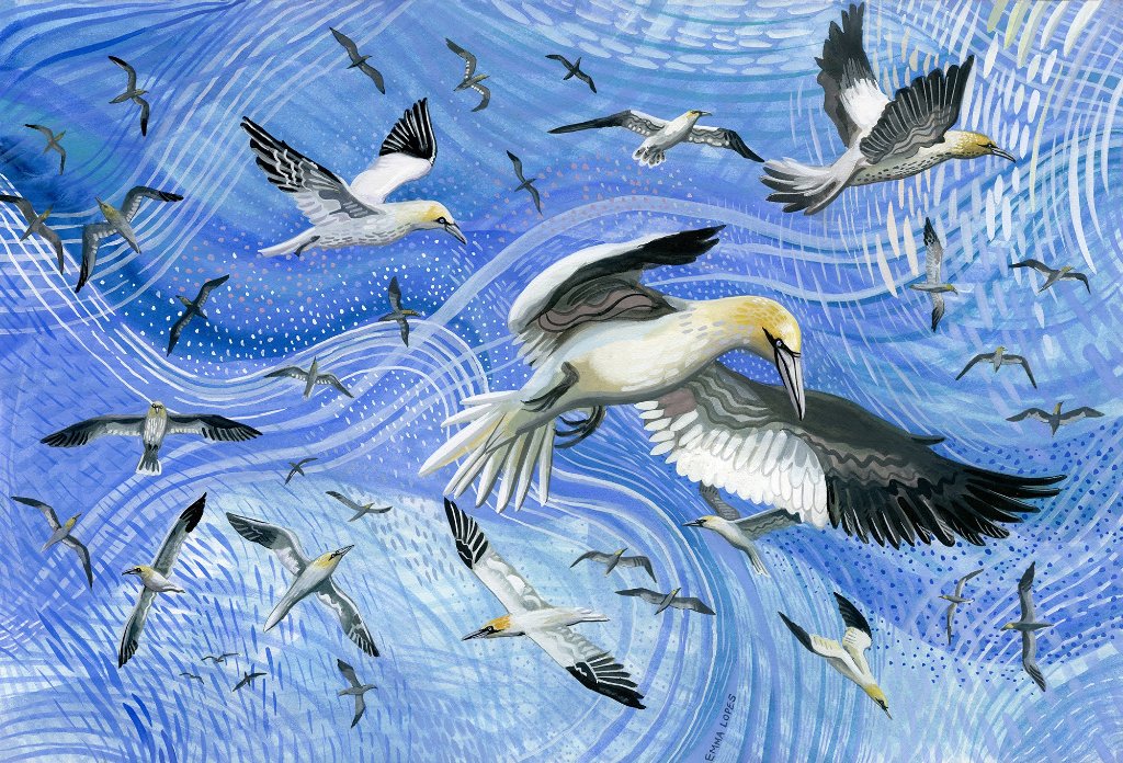 Gannets in Flight by Emma Lopes | Kayora Collective