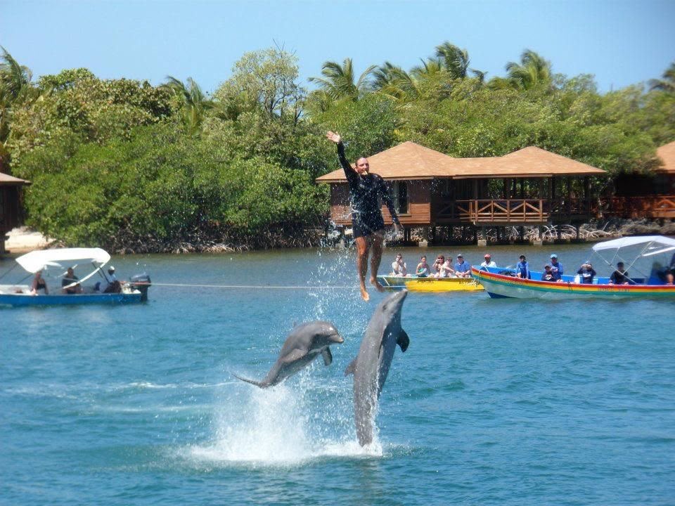 Dolphin Encounter