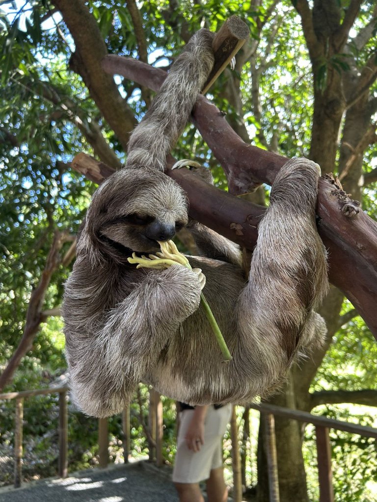 Sloth & Monkey Encounter