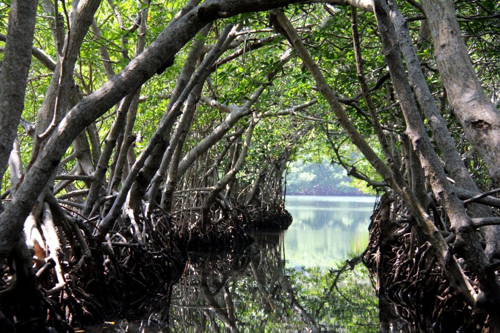 Mangrove Kayaking