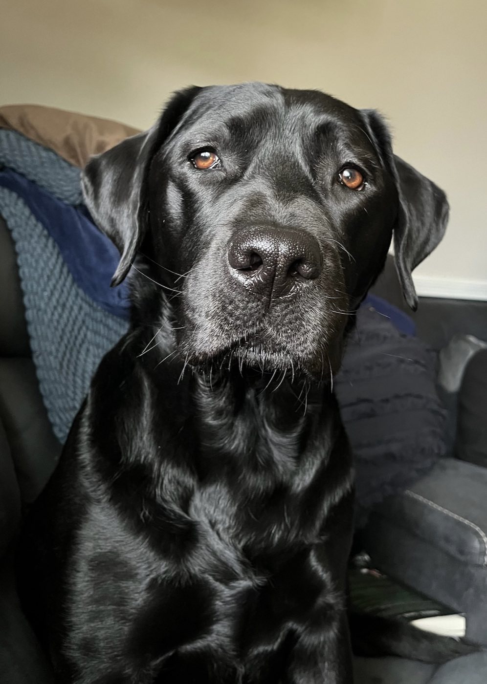Portrait of a very good dog