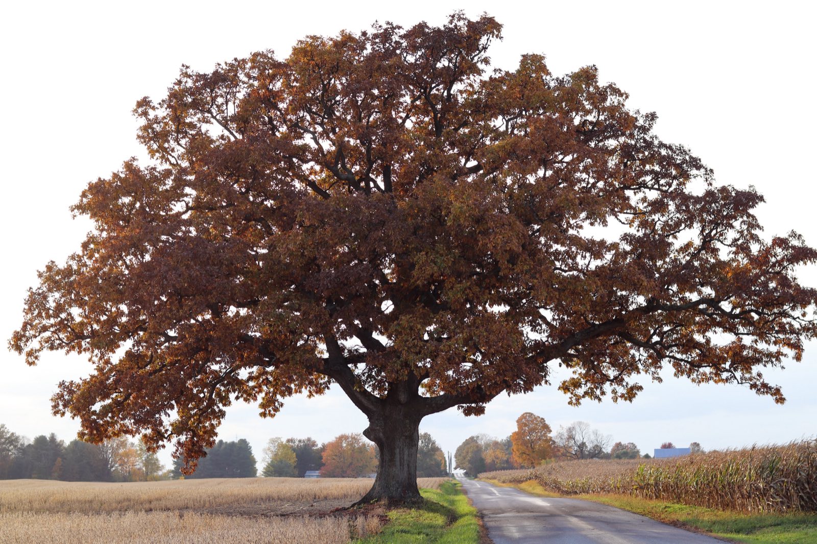 An old oak on a back road