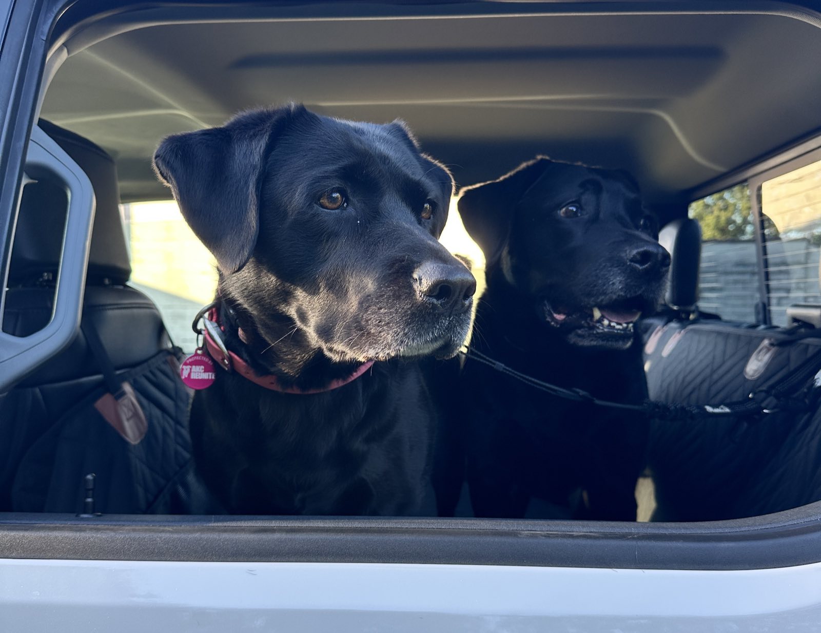 Two black Labs riding along in the truck