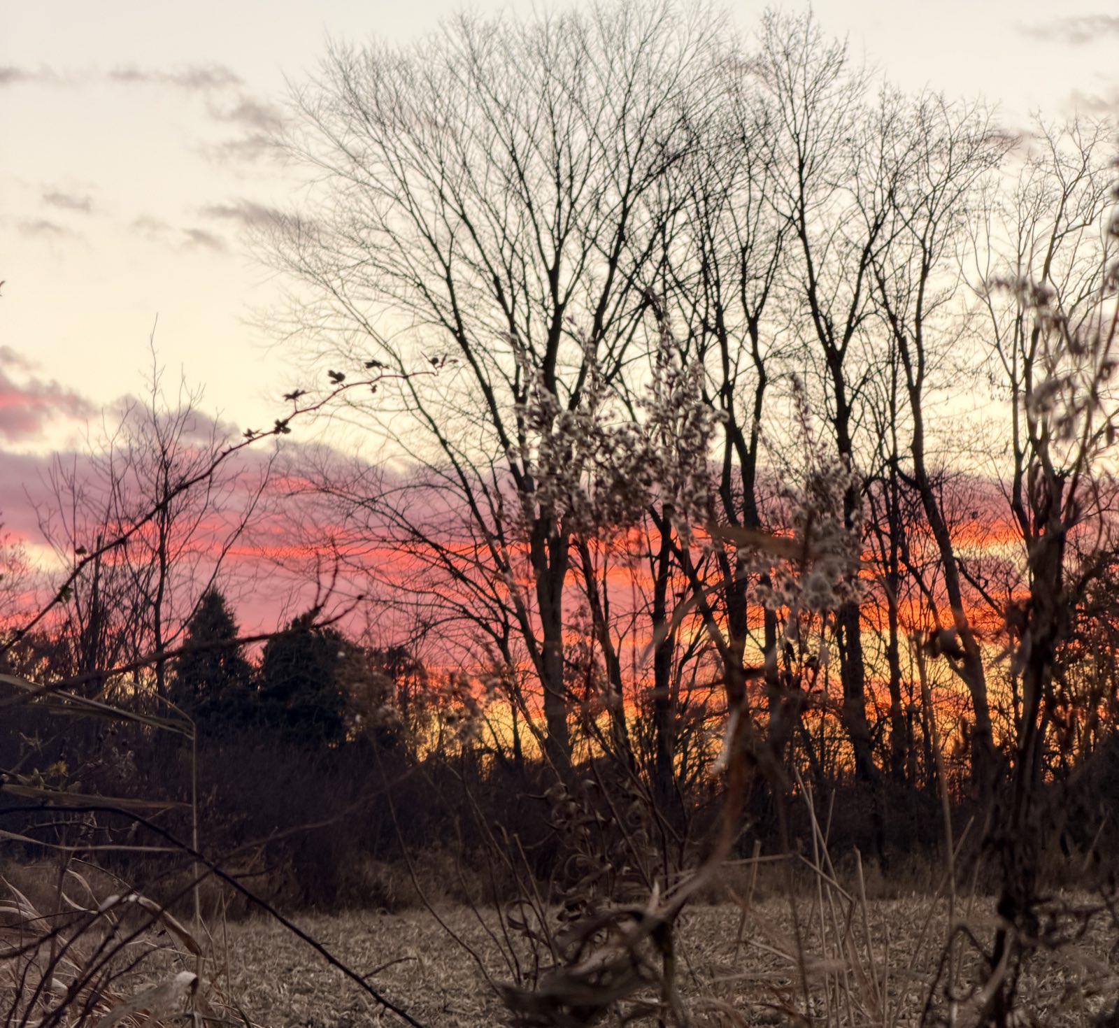 Golden hour through the trees